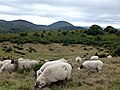 Cratère du Puy des Goules.