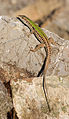 Image 4Italian wall lizard