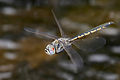 Image 18A tau emerald (Hemicordulia tau) dragonfly has flight muscles attached directly to its wings. (from Insect flight)