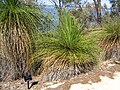 Xanthorrhoea preissii