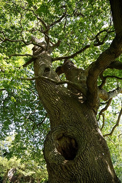 File:'Quercus robur' English oak in the Pleasure Grounds at Parham Park, West Sussex, England.jpg