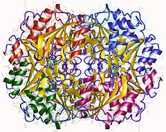 Asparaginaza Escherichia coli