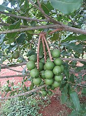 green fruit