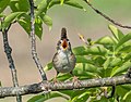 20 Marsh wren at Hammonasset Beach (12893) uploaded by Rhododendrites, nominated by W.carter,  11,  4,  0