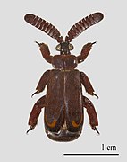 Cerapterus pilipennis - Zambie