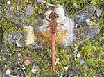 Sympetrum flaveolum – Oberseite