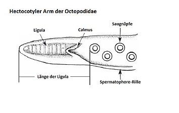 Hectocotilo de un pulpo.