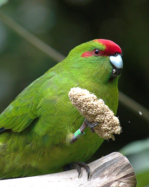 File:Kakariki eating (cropped).jpg