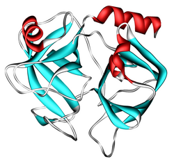 Kallikrein-1