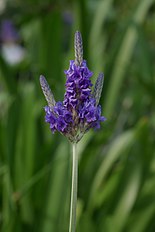  Lavandula multifida