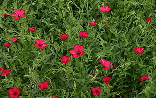 Rød Hør (Linum grandiflorum).