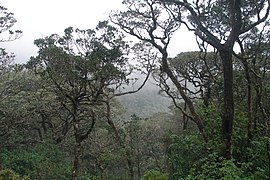 Sri Lanka, Tropical rainforest on the slopes of misty Sri Pada mountain.jpg