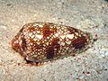 Conus textile exhibits an emergent cellular automaton pattern on its shell.