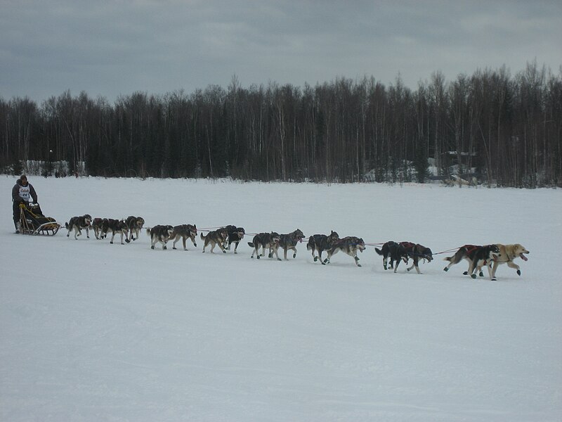 File:2008 Iditarod Willow (2312804878).jpg