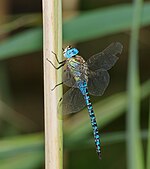 Aeshna affinis – Männchen