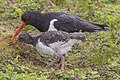 21 Oystercatcher (Haematopus ostralegus) adult feeding with juvenile uploaded by Charlesjsharp, nominated by Charlesjsharp,  15,  0,  0