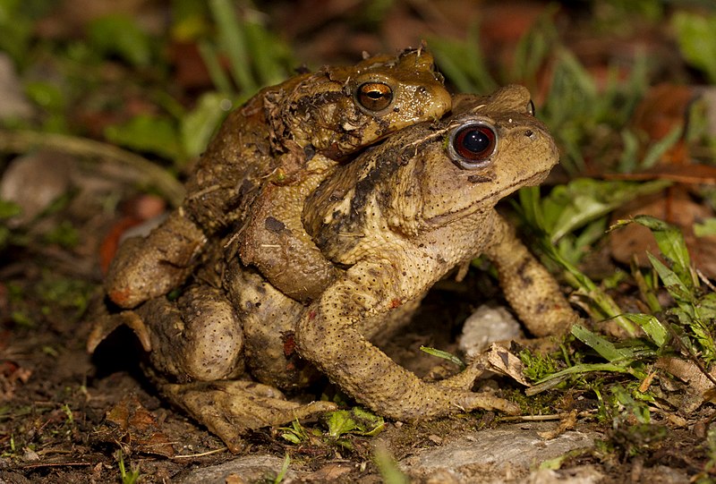 File:Bufo bankorensis.jpg