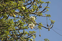 Bloemen van de Afrikaanse baobab