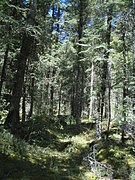 Cañadas del Parque Nacional La Malinche, Tlaxcala (25133634605).jpg