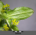 Bottom side of leaf with three veins