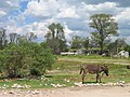 Ejido en Texcoco.