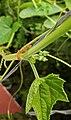 Extrafloral nectar glands[19] in Luffa acutangula and Oecophylla smaragdina ants