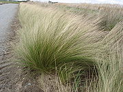 Stipa tenuifolia