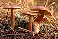 Tricholoma rutilans