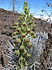 Mauna Kea silversword