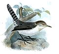 English: Grey-mantled Wren (Odontorchilus branickii, cat.)