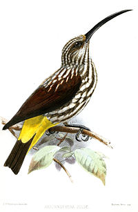 Illustration of bird with streaked brown and white body, yellow rump, and enormous black bill