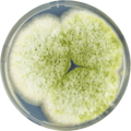 Aspergillus parasiticus growing on CYA plate