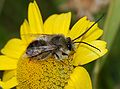 Eucera longicornis (Apinae)