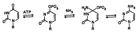 Mecanismo da Ctp sintase: UTP + ATP + glutamina ⇔ CTP + ADP + glutamato