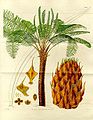 Image 37Form, leaves and reproductive structures of queen sago, Cycas circinalis (from Tree)