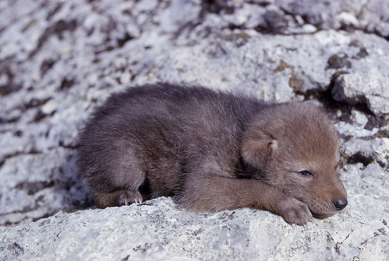 File:Coyote pup.jpg