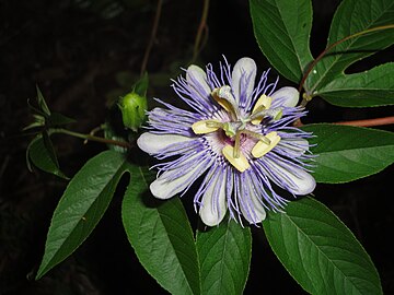 Flor de Passiflora incarnata mostrando a corona de apêndices finos entre as pétalas e os estames.