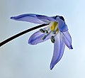 73 Scilla siberica flower - Keila uploaded by Iifar, nominated by Iifar,  18,  0,  0