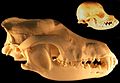 Image 18Reduction in size under selective breeding – grey wolf and chihuahua skulls (from Domestication of the dog)