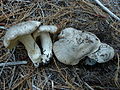 !!Tricholoma pardinum sin. Tricholoma tigrinum!!