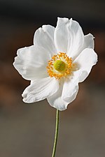 Thumbnail for File:Anemone hupehensis var. japonica 1.jpg