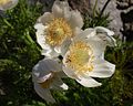 Anemone (Pulsatilla occidentalis)