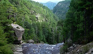 Bosque de coníferas, Mexiquillo, Durango