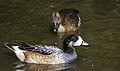 Chiloe wigeon