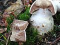 !Cortinarius alboviolaceus!