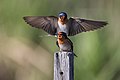 Hirundo neoxena