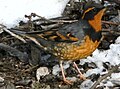 Varied thrush