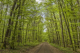 Forest road in the nature reserve Naturwaldreservat Wildacker