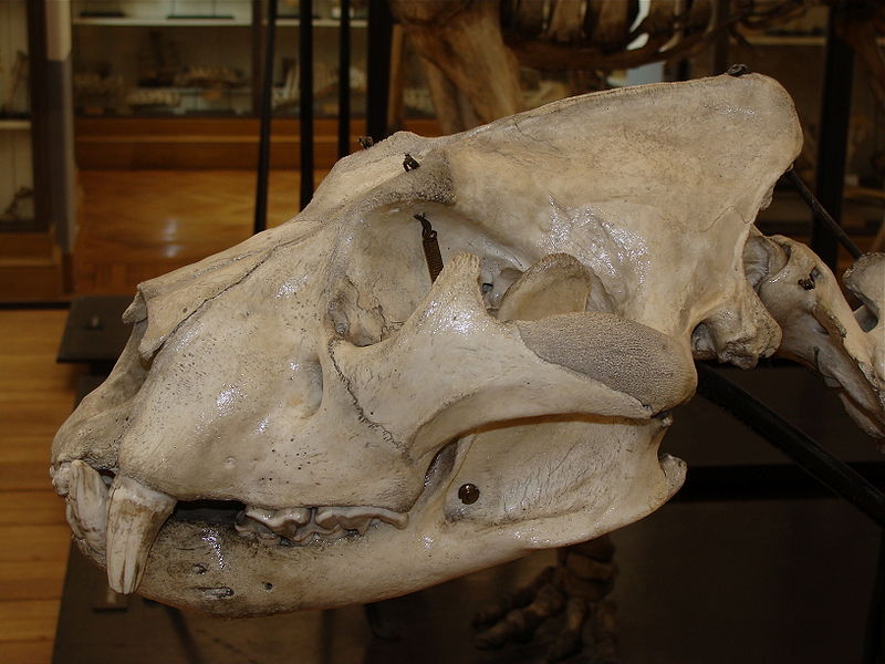 File:Lionskull.JPG