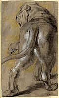 Lion, ок. 1614 – 1615. Black and yellow chalk, grey wash, heightened with white